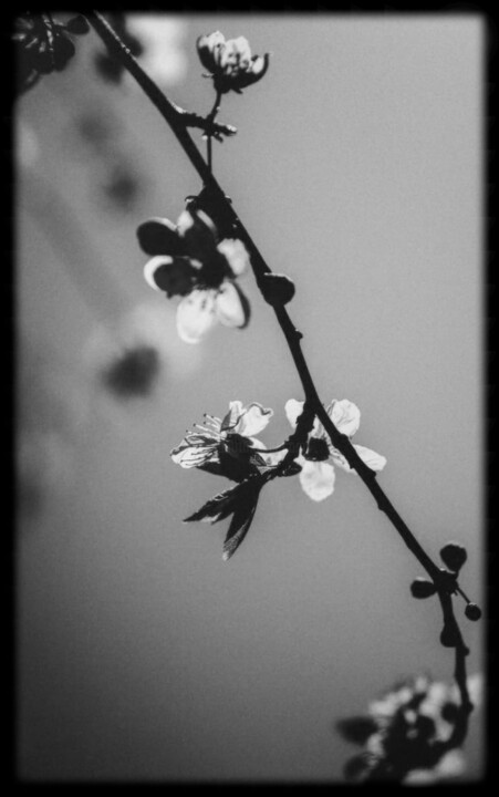 Photography titled "Hymn to Silence 2" by Junko, Original Artwork, Digital Photography Mounted on Aluminium