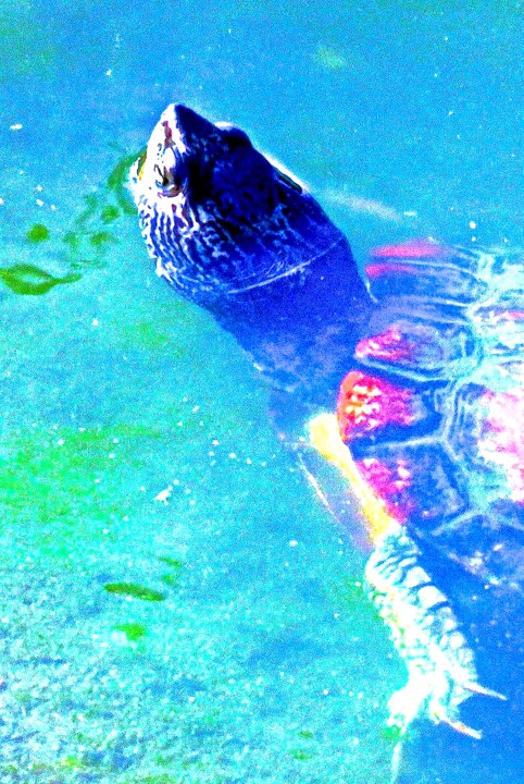 Central Park 6 - Turtle 3d 摄影, 24x16.1 in