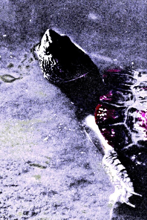 Central Park 6 - Turtle 3d2 摄影, 40x26.8 in