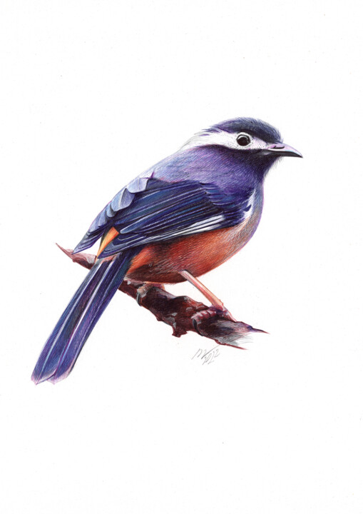 White-Eared sibia (Realistic Ballpoint Pen Bird Portrait) 图画, 13x9.1 in
