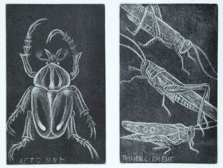 Scarabée goliath et sauterelle Printmaking, 4.7x3 in