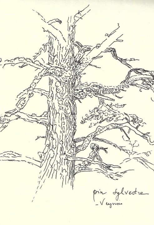 Tronc de pin sylvestre Drawing, 8.3x5.5 in