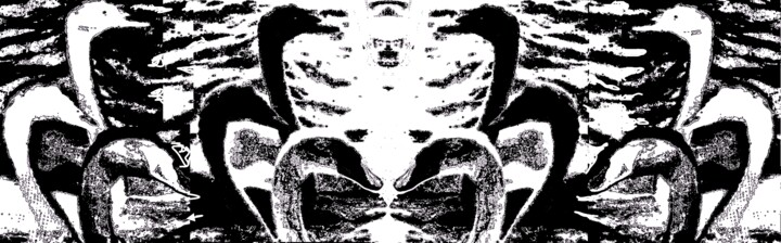 12 Swans 3k6 摄影, 22.4x72 in