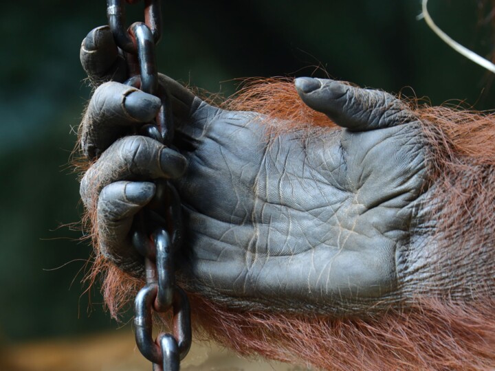 Photographie intitulée "La chaîne" par Jacques Jégo, Œuvre d'art originale, Photographie non manipulée