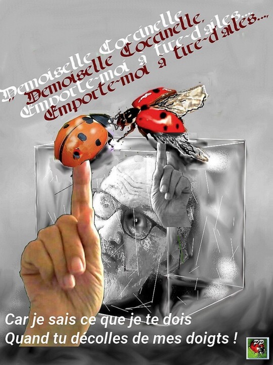 contine coccinelle