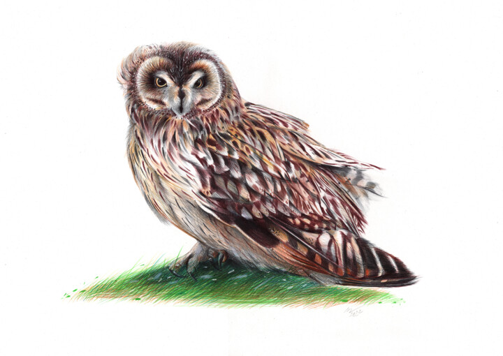 Short-eared Owl II - Bird Portrait (Realistic Drawing) 图画, 13.8x19.7 in