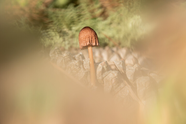 Photography titled "Pine cone mycenae.…" by Xan Gasalla González-Redondo, Original Artwork, Non Manipulated Photography