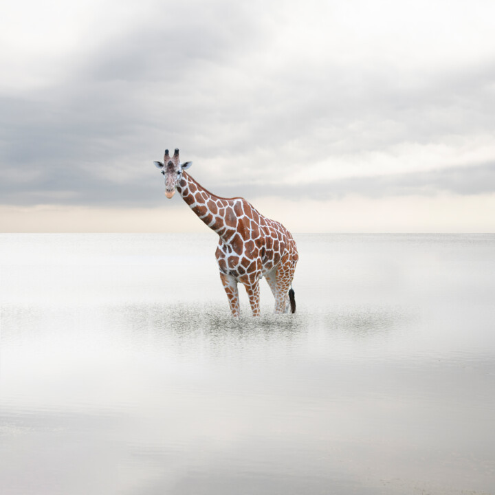 " Girafe à la mer " 摄影