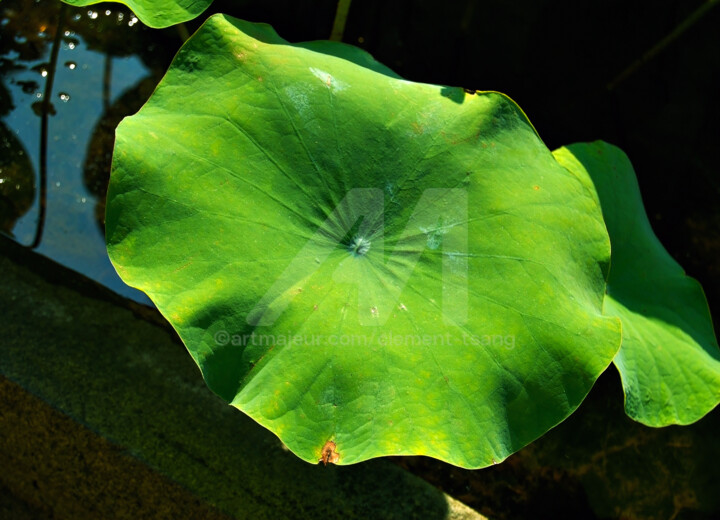 Photography 