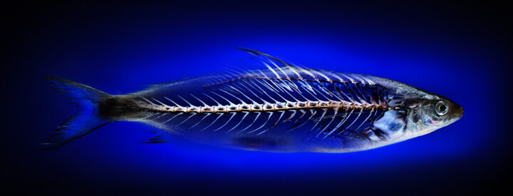 Fisch-Skelett 数字艺术, 15.8x39.4 in