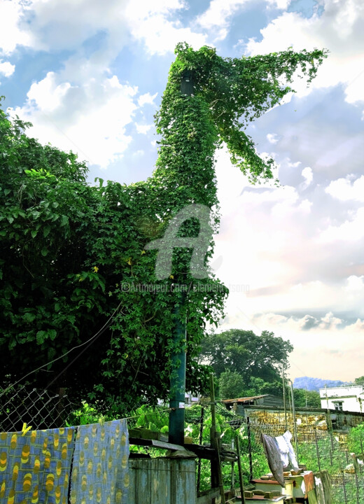 Hong Kong Island - Funny Plant II Photography