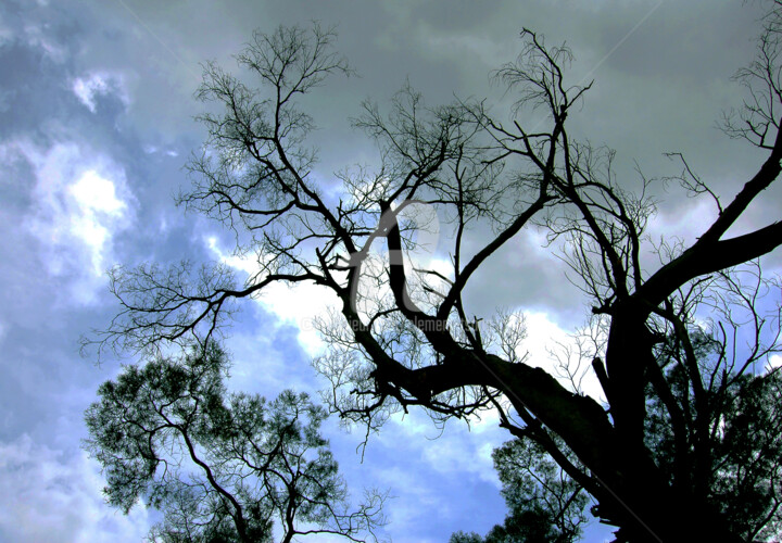 Hong Kong Island - No Leaf Tree Photography