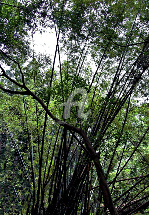 Hong Kong Island - Bamboo Tree Forest Photography