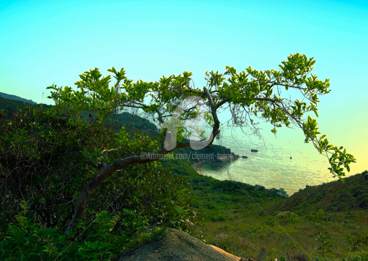 HK Island - Tree by the Sea Photography