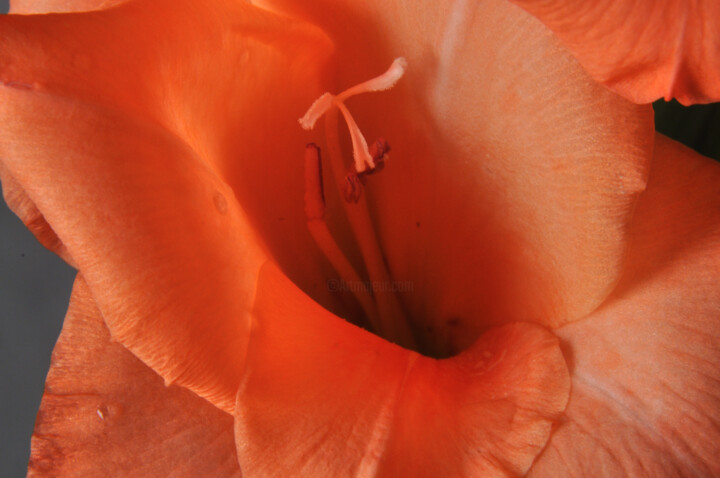Photography titled "gladiolus" by Phillip Windell, Original Artwork, Digital Photography
