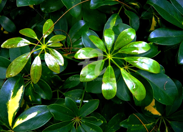 Heptapleurum in Hong Kong Photography