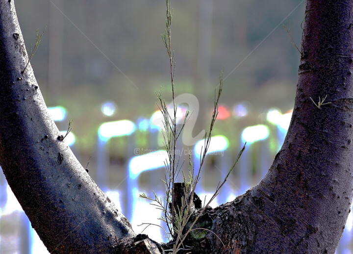 Hong Kong Island - Lonely Grass Photography