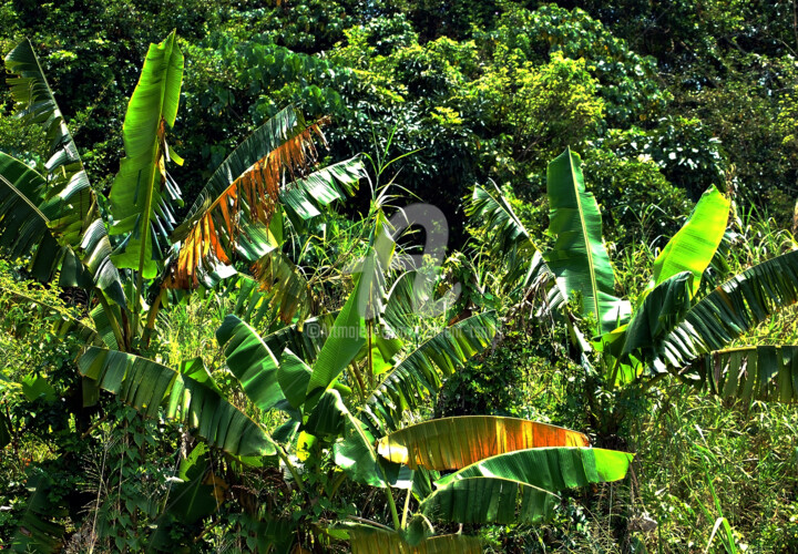 Hong Kong Island - Banana Tree Leaves Photography