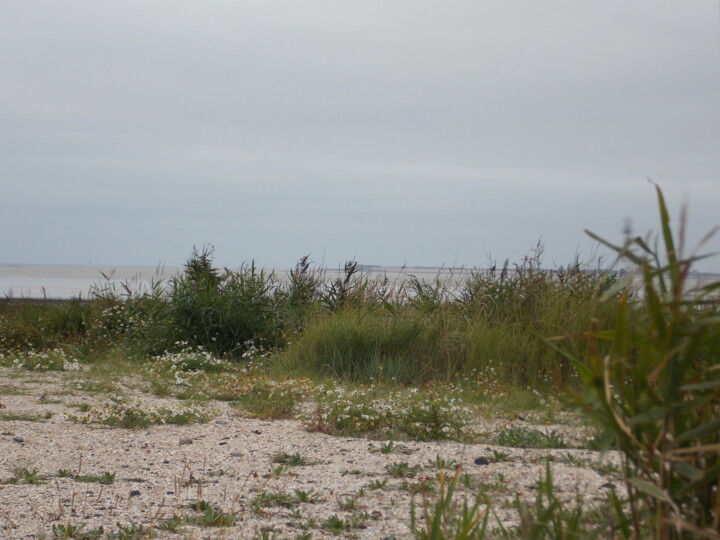 Natur bei Schillig 摄影