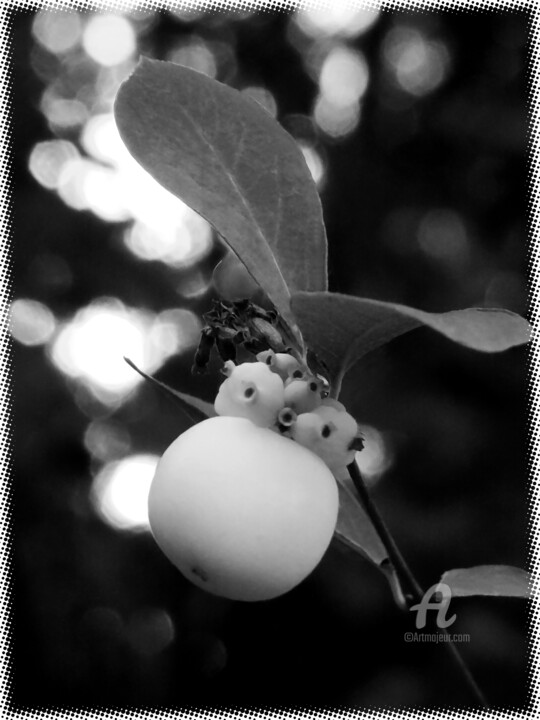 Photography titled "Symphoricarpos deta…" by Cédric Hajiji, Original Artwork, Digital Photography
