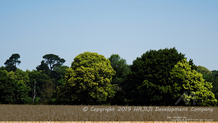 Different HDR various colors an Ephemeral wheat field photo 摄影
