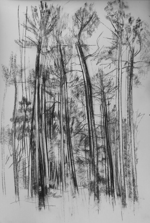 Pins fusain Drawing, 23.6x16.5 in