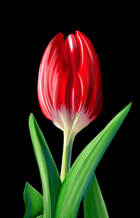 Digital drawing of a red tulip. 数字艺术