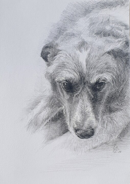 Disegno intitolato "Whippet" da Natasha Sokolnikova, Opera d'arte originale, Matita Montato su Cartone
