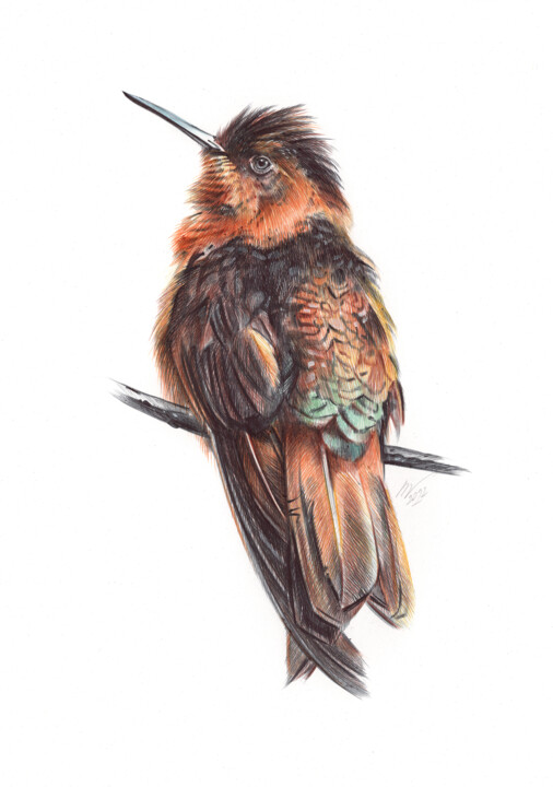 Shining Sunbeam - Hummingbird Portrait (Realistic Drawing) 图画, 13x9.1 in