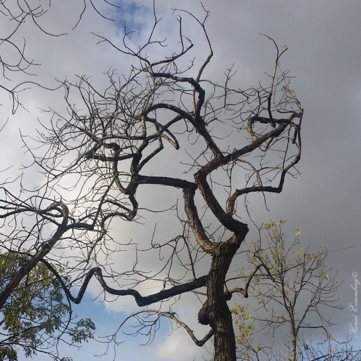 Arbre tourmenté Photography
