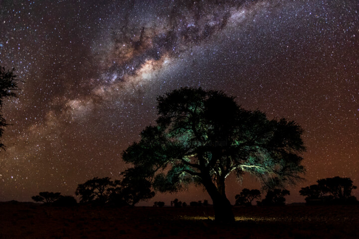 Acacia Erioloba sous les étoiles Photography, 23.6x35.4 in