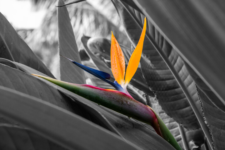 Bird of Paradise Photography