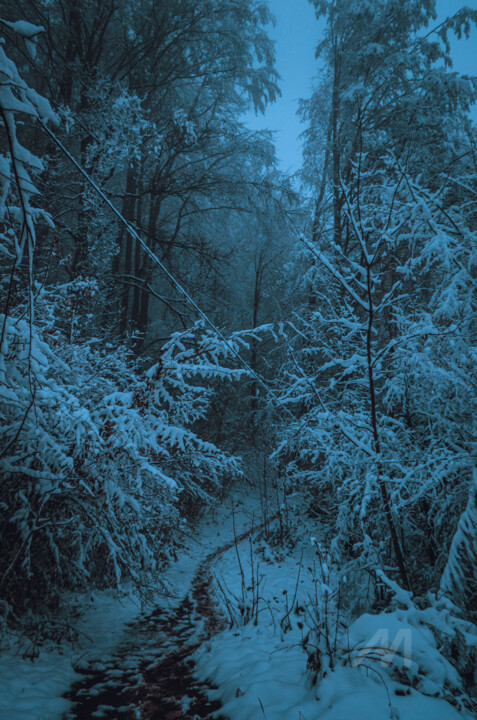 Fotografie getiteld "Forêt des Carpates…" door Oleg Andrienko, Origineel Kunstwerk, Digitale fotografie