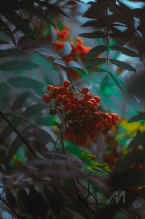 Fotografie getiteld "Sorbier des oiseleu…" door Oleg Andrienko, Origineel Kunstwerk, Digitale fotografie