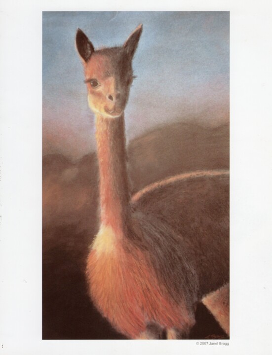 Llama I drew in high school 绘画, 20x14 in