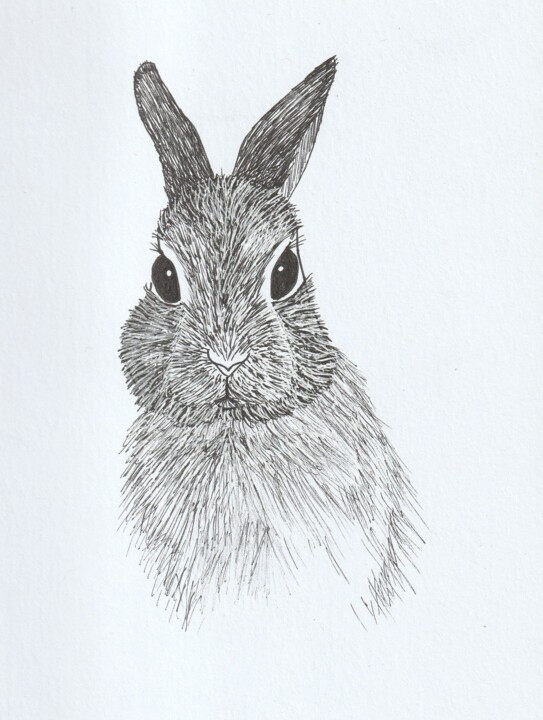Lapin de face 图画