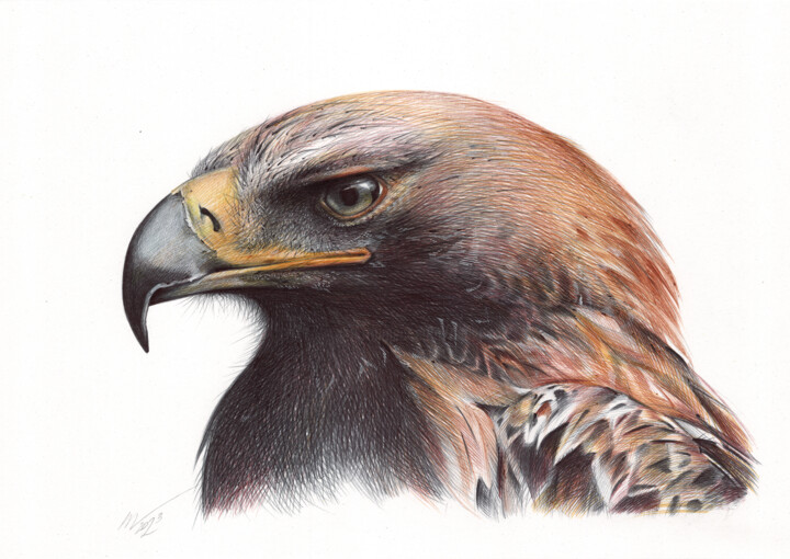 Eastern Imperial Eagle (Realistic Ballpoint Pen Portrait) 图画, 9.1x13 in