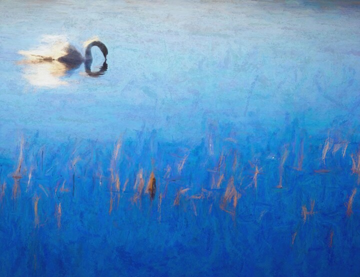 Lake with Swan 数字艺术