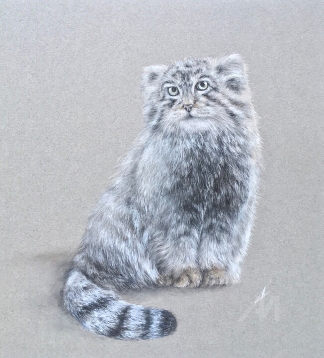 Manul cat 图画, 13.8x12.6 in