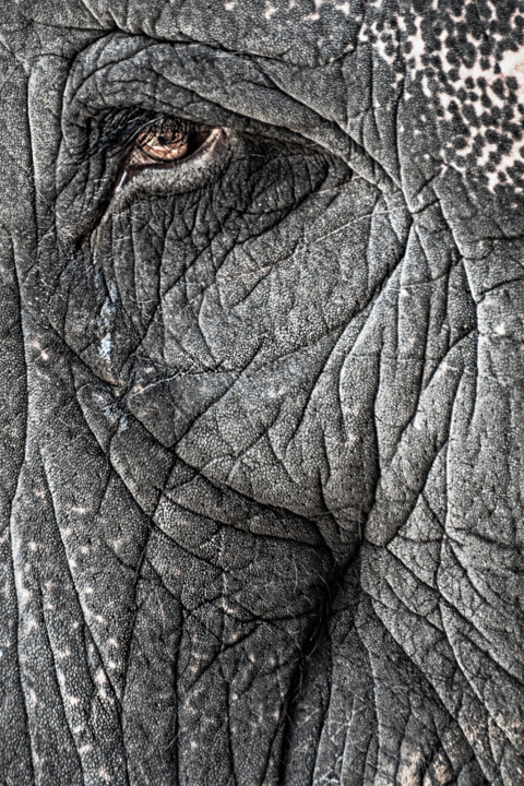 Elephant 数字艺术