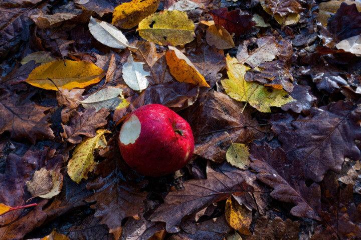 The red nature 1 摄影