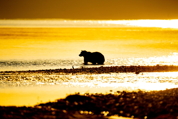 Grizzly - Bain matinal doré 摄影