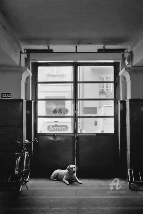 A white dog in a dark corridor 摄影