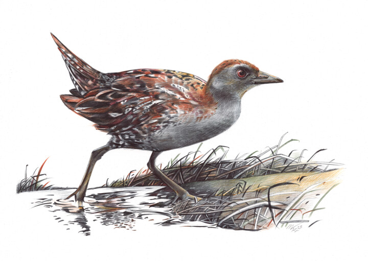 Baillon's Crake (Realistic Ballpoint Pen Bird Portrait) 图画, 9.1x13 in