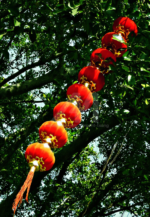 China - Red Lantan Hanging on Tree 摄影