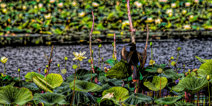 Photography titled "Anhinga" by Travis Burgess, Original Artwork, Manipulated Photography