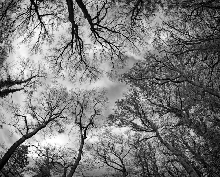 Baumkronen (Prints)! Photography