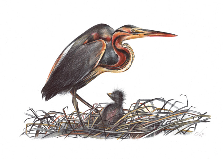 Purple Heron (Realistic Ballpoint Pen Bird Portrait) 图画, 9.1x13 in