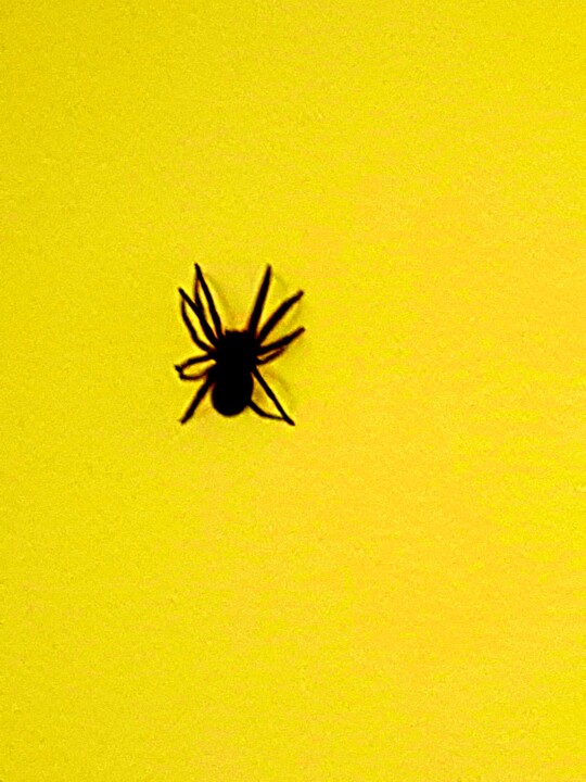 spider yellow 摄影