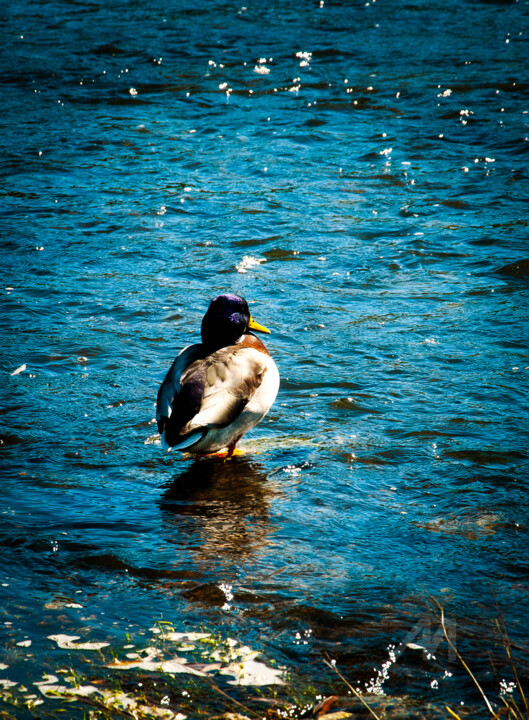 Fotografia zatytułowany „duck” autorstwa Krystian Kaplon, Oryginalna praca, Fotografia nie manipulowana